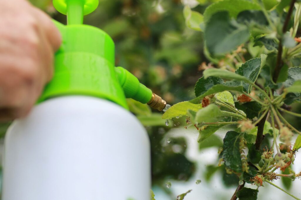 Cómo hacer insecticida casero para plagas en el huerto