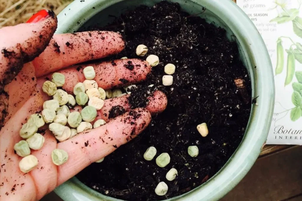 Iniciemos con el huerto, ¿semillero o siembra directa?